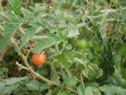 tomate_cereza.thumb.jpg.6c2c7f34b8ff837265de16a7b92a17d2.jpg