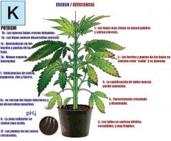 0498-marihuana-potasio.thumb.jpg.77f339eabc3720f6a25b0f461b1b74a5.jpg