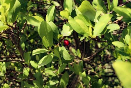 Semillas de coca_Hojas de coca_Coca seeds_Coca leafs_Erythroxylum coca_3.JPG