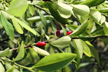 Semillas de coca_Hojas de coca_Coca seeds_Coca leafs_Erythroxylum coca_23.JPG