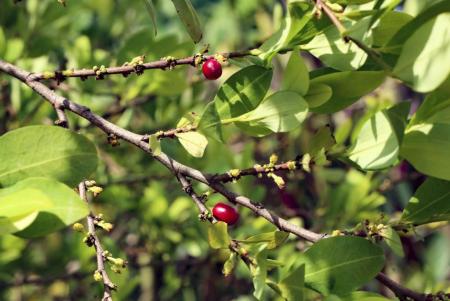 Semillas de coca_Hojas de coca_Coca seeds_Coca leafs_Erythroxylum coca_14.JPG